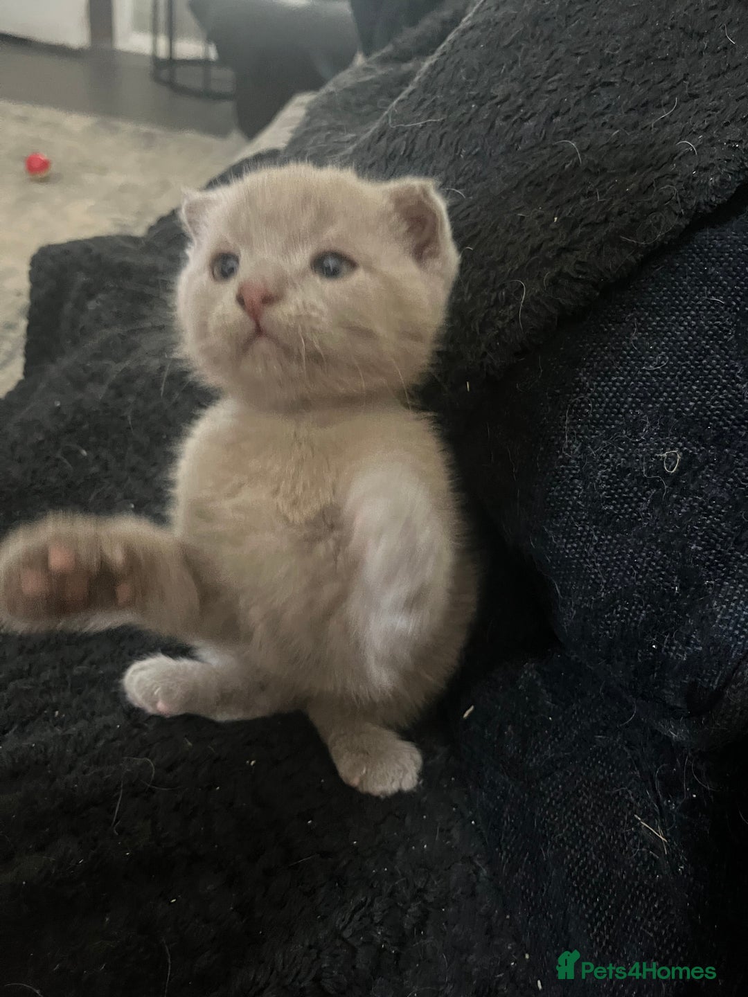 Scottish Fold cats for sale: Scottish fold kittens for sale  - Image 9