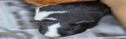 Guinea Pig rodents for sale: Male Guinea Pig Babies - Advert 3