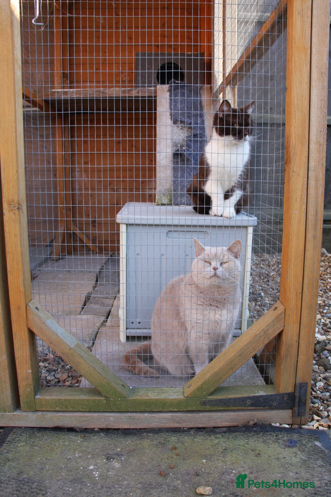 British Shorthair cats Two adult active BSH cats  - Advert 9
