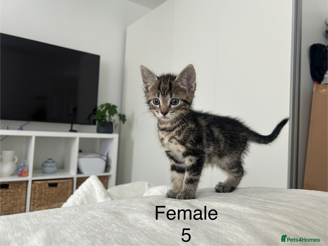 Mixed Breed cats for sale: 2 tabby kittens for sale female and male £150 each - Image 7