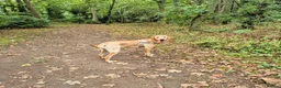 Labrador Retriever dogs for sale: Labrador Retriever Rehome - Advert 2