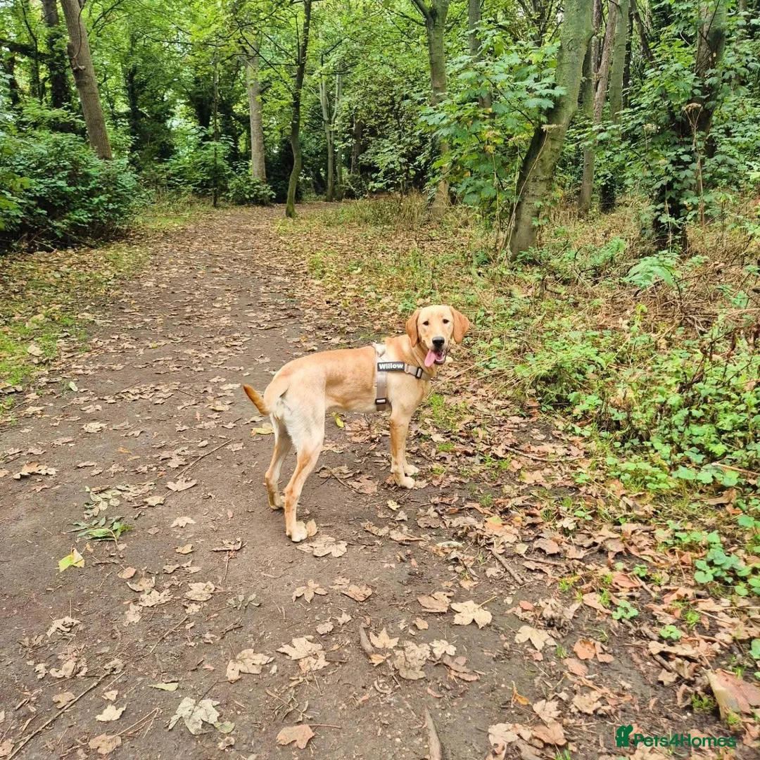 Labrador Retriever dogs for sale: Labrador Retriever Rehome - Advert 2