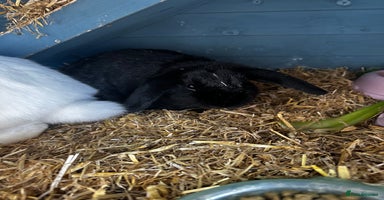 Dwarf Lop rabbits - Advert 10