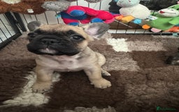 French Bulldog dogs for sale: 🏆KC registered, Standard French Bulldog Puppies🏆 - Image 9