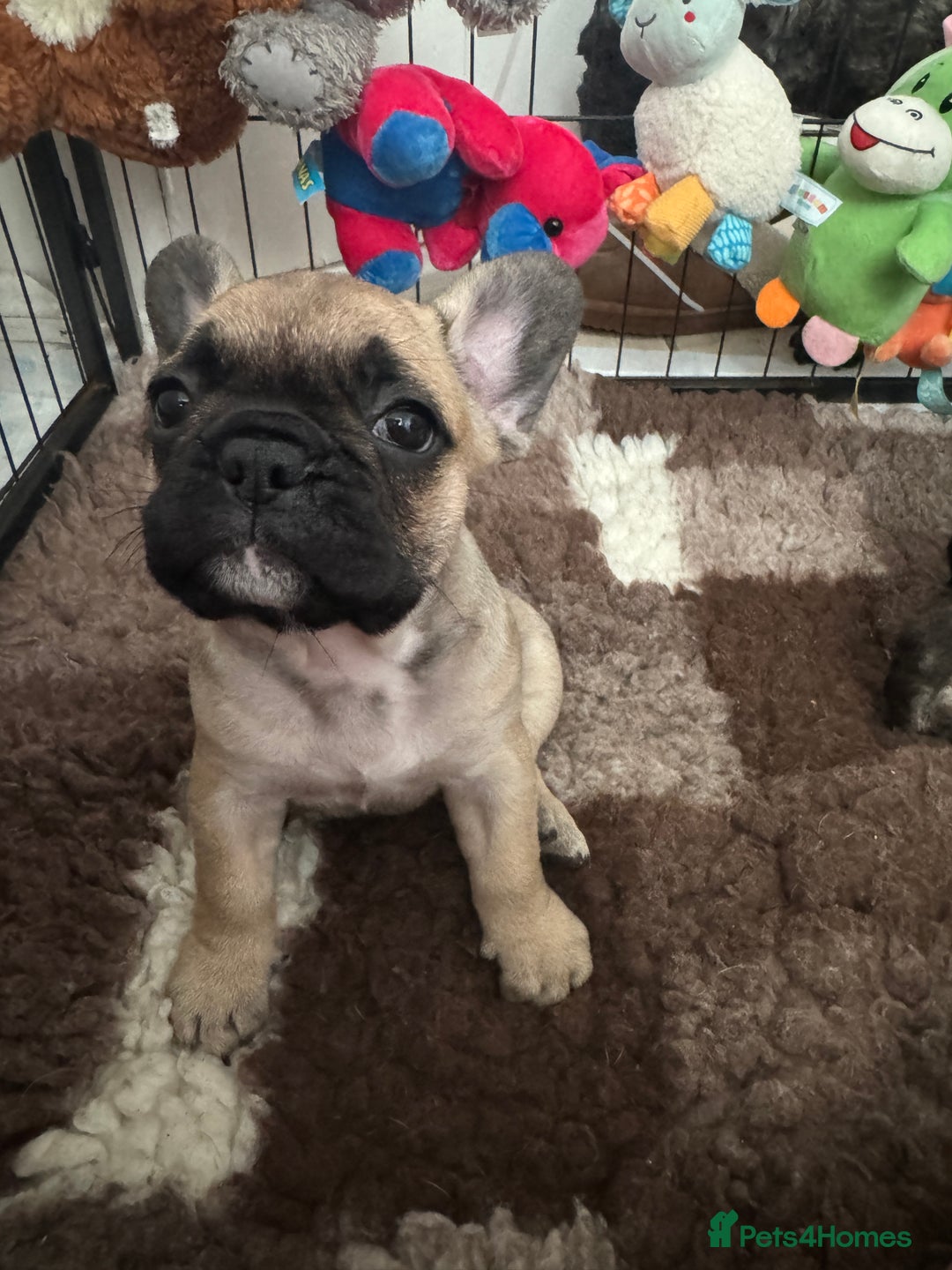 French Bulldog dogs for sale: 🏆KC registered, Standard French Bulldog Puppies🏆 - Image 9