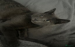 Russian Blue cats for sale: A beautiful cat looking for a new home  - Image 4