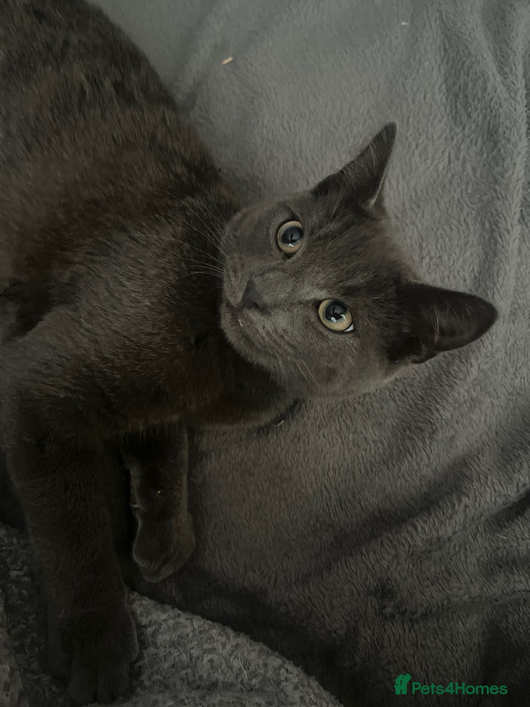 Russian Blue cats for sale: A beautiful cat looking for a new home  - Image 4