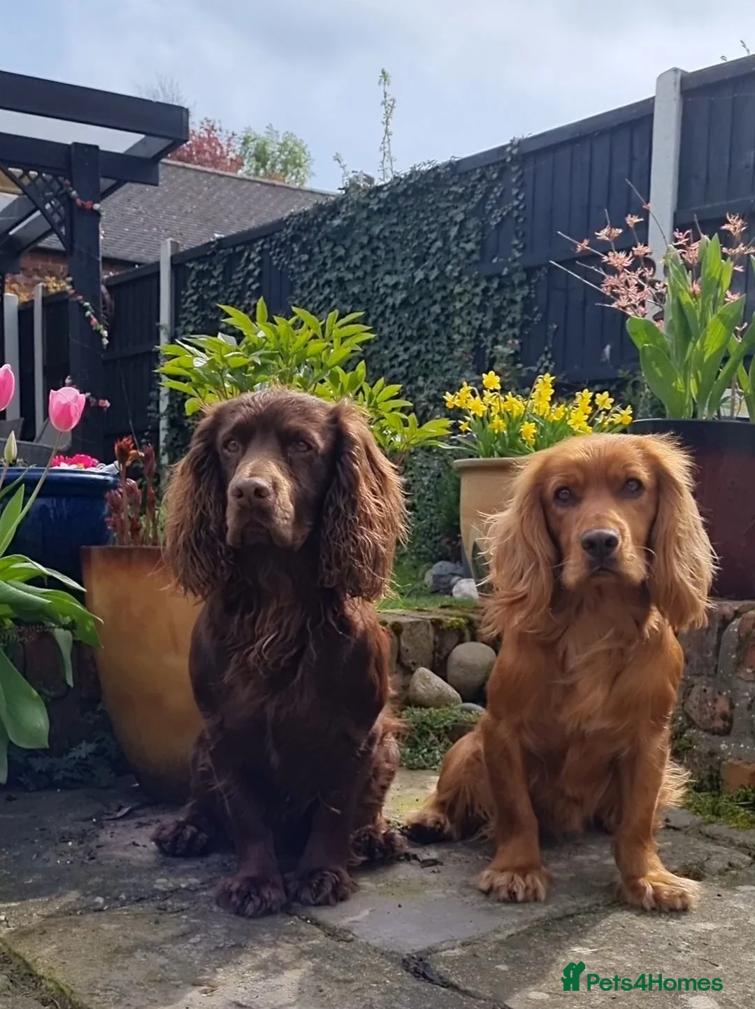 Cocker Spaniel dogs for stud: Red Working Cocker Spaniel KC and Health Tested in Shrewsbury - Advert 15