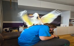 Cockatoo birds for sale: Very friendly Umbrella Cockatoo and cage - Image 5