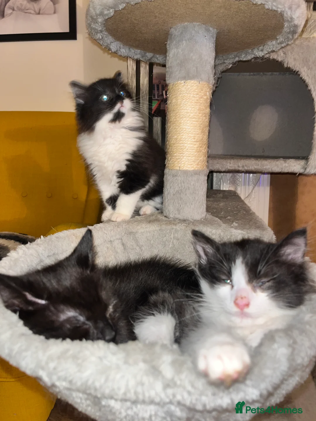 British Longhair cats for sale: Three beautiful kittens & two 7month old females  - Advert 12