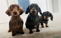 Miniature Dachshund dogs for sale: Miniature dachshund for sale  - Image 3