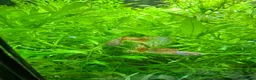 Shrimps fish for sale: Guppies, cherry shrimp and blue dream shrimp in Bury - Advert 4
