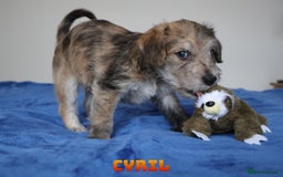 Mixed Breed dogs for sale: Parson Russell Cross Puppies  - Image 22