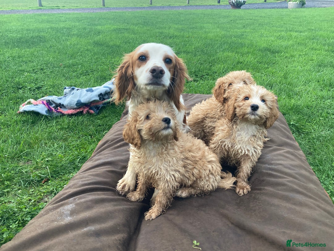 Cockapoo dogs for sale: FULLY HEALTH TESTED COCKERPOOS  - Advert 9