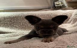 French Bulldog dogs for sale: Beautiful Fluffy Frenchie Pups - Advert 19