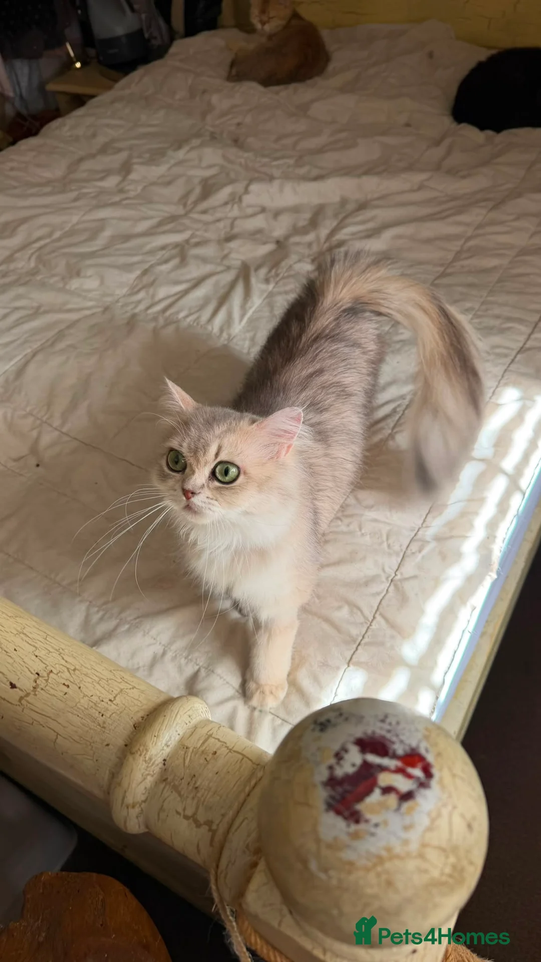 British Longhair cats for sale: British long hair female  - Advert 2