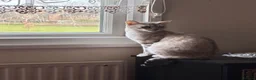 Bengal cats for stud: Female in Peterborough - Advert 6