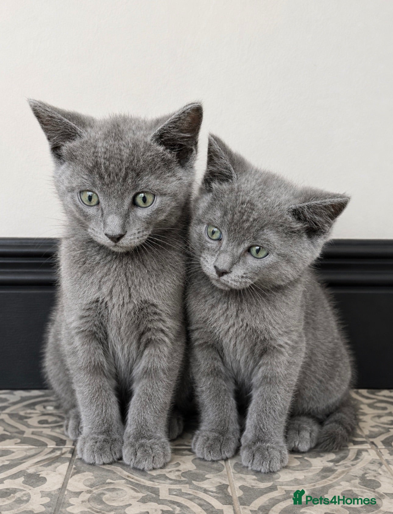 Ragdoll cats READY NOW 🩷 Ragdoll X Kittens  - Advert 5