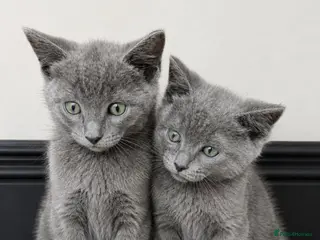 Ragdoll cats READY NOW 🩷 Ragdoll X Kittens - Advert 1