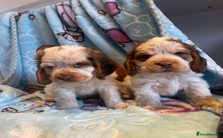 Cocker Spaniel dogs - Advert 2