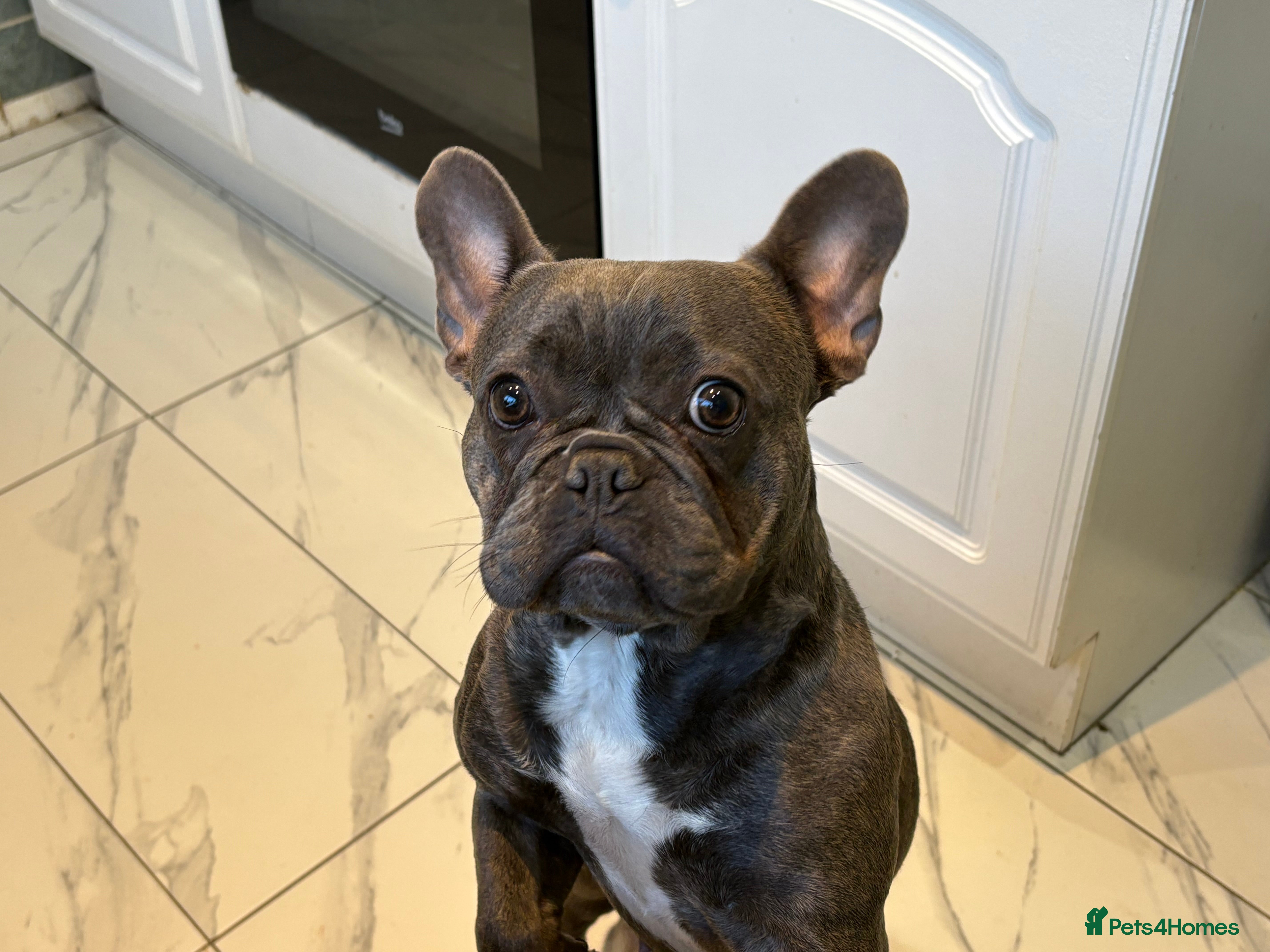 French Bulldog dogs Miss Luna  - Advert 7