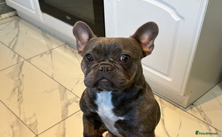 French Bulldog dogs - Advert 1