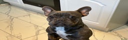 French Bulldog dogs for sale: Miss Luna  - Advert 1
