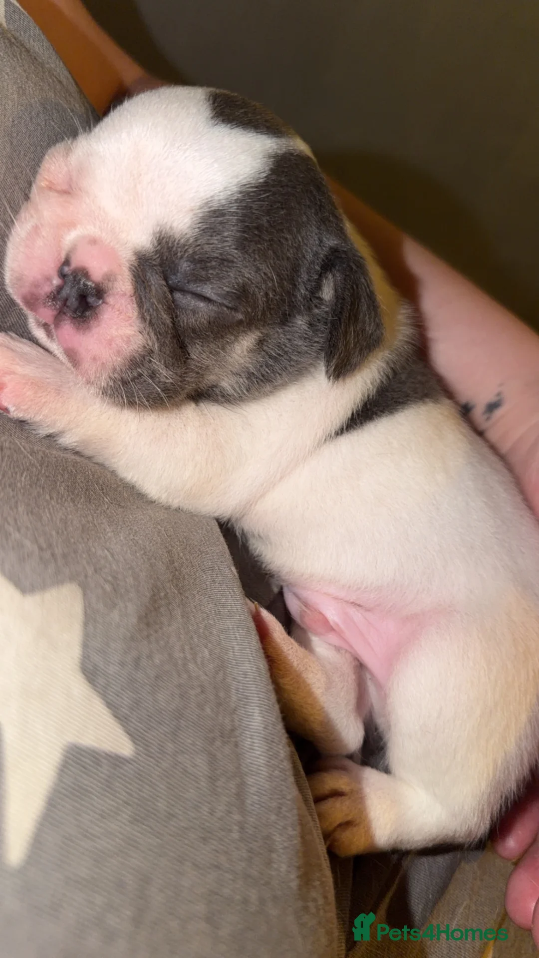French Bulldog dogs for sale: 2 male pups for sale  - Advert 2
