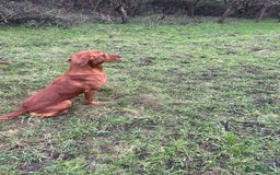 Labrador Retriever dogs for stud: Royal Red gun dog for stud - Image 2