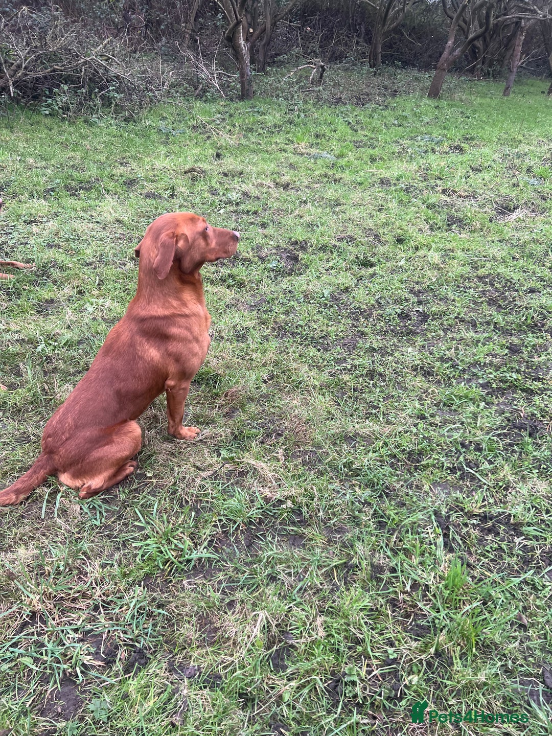 Labrador Retriever dogs for stud: Royal Red gun dog for stud - Image 2