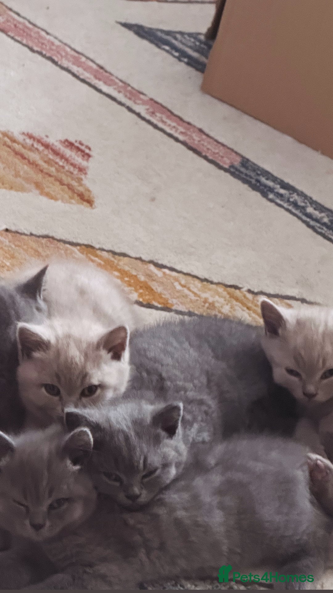 British Shorthair cats for sale: Gorgeous Kittens Ready to Find Their Forever Homes - Image 36