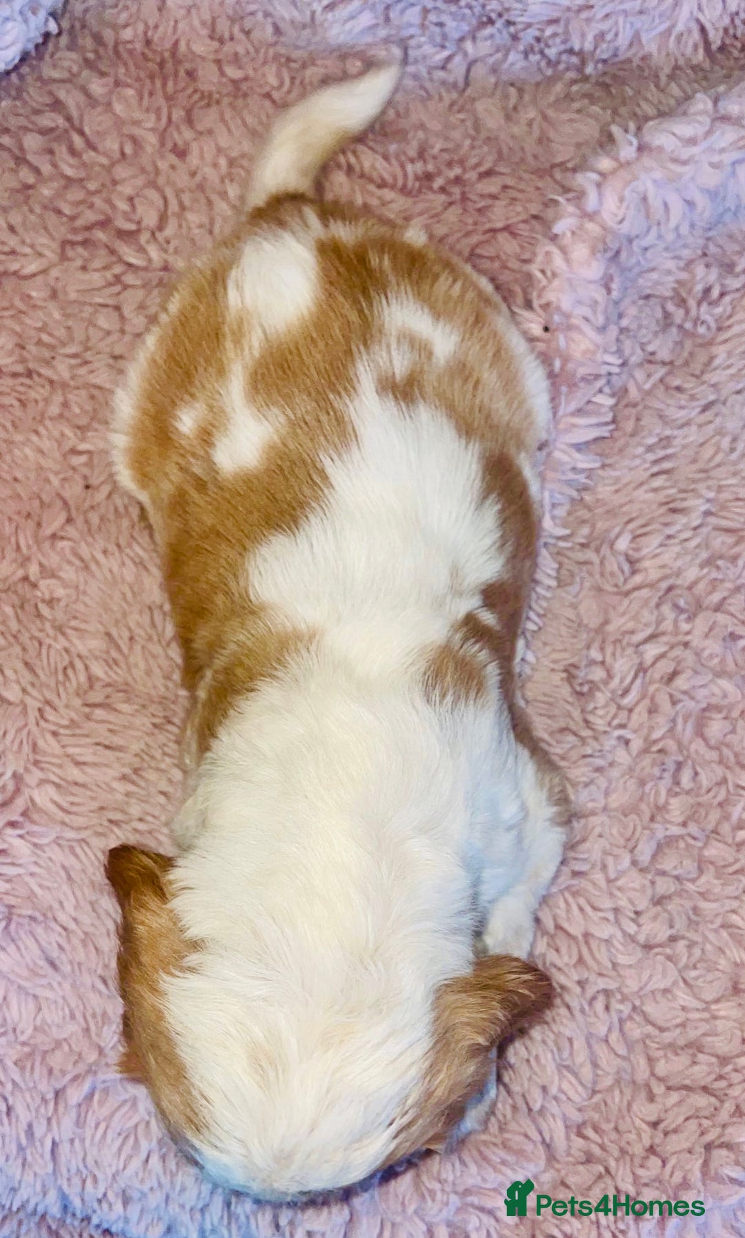 Cocker Spaniel dogs for sale: Cocker Spaniel Pups  - Image 2