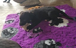Borador dogs for sale: Black Collie X Labrador Ready to leave 26th Oct - Image 15