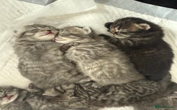 Scottish Fold cats for sale: Scottish fold kittens  - Image 23