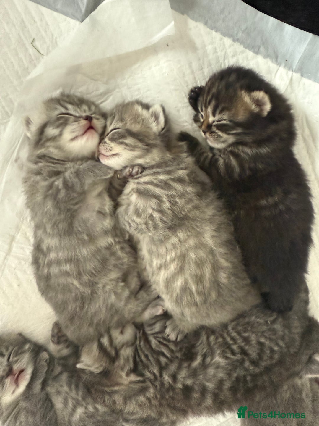 Scottish Fold cats for sale: Scottish fold kittens  - Image 23