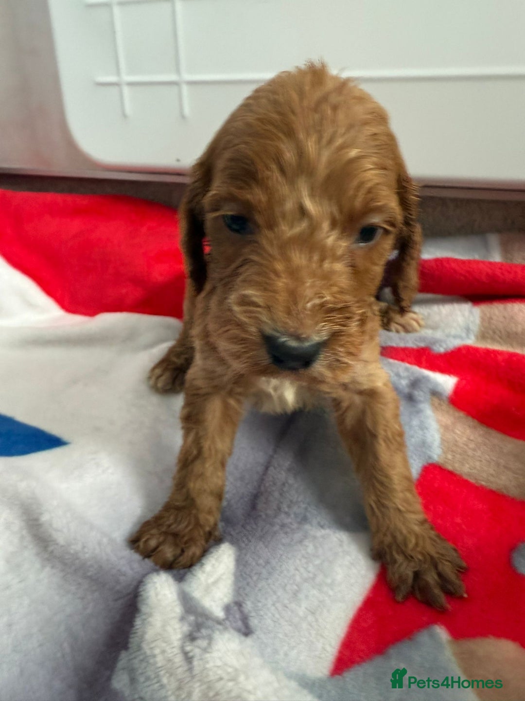 Cockapoo dogs for sale: 9 F1 cockapoo puppies for sale  - Image 6