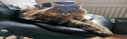 Mixed Breed cats for sale: Loving Maine Coon Mix Needs a New Home - Advert 3