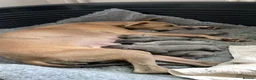 Mixed Breed dogs for sale: Whippet x Italian greyhound in Southampton - Advert 2