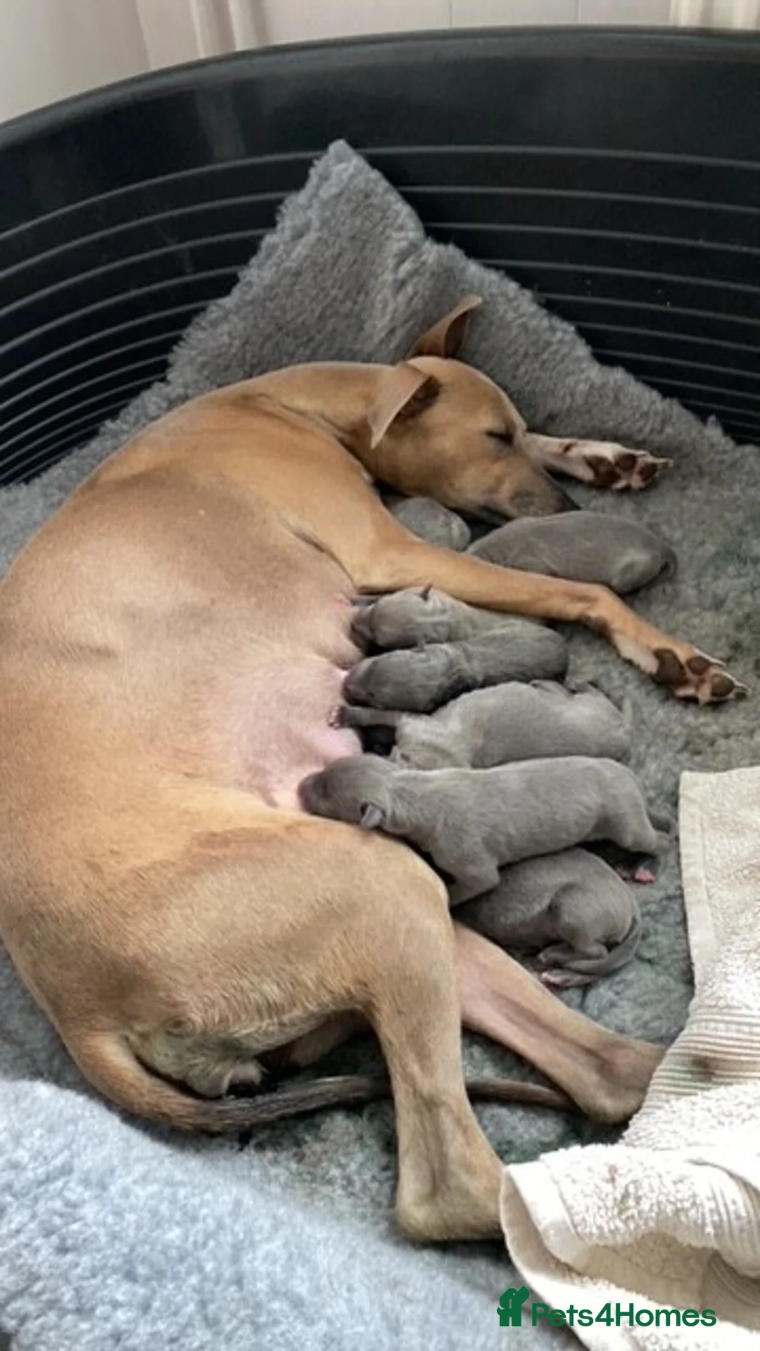Mixed Breed dogs for sale: Whippet x Italian greyhound in Southampton - Advert 2