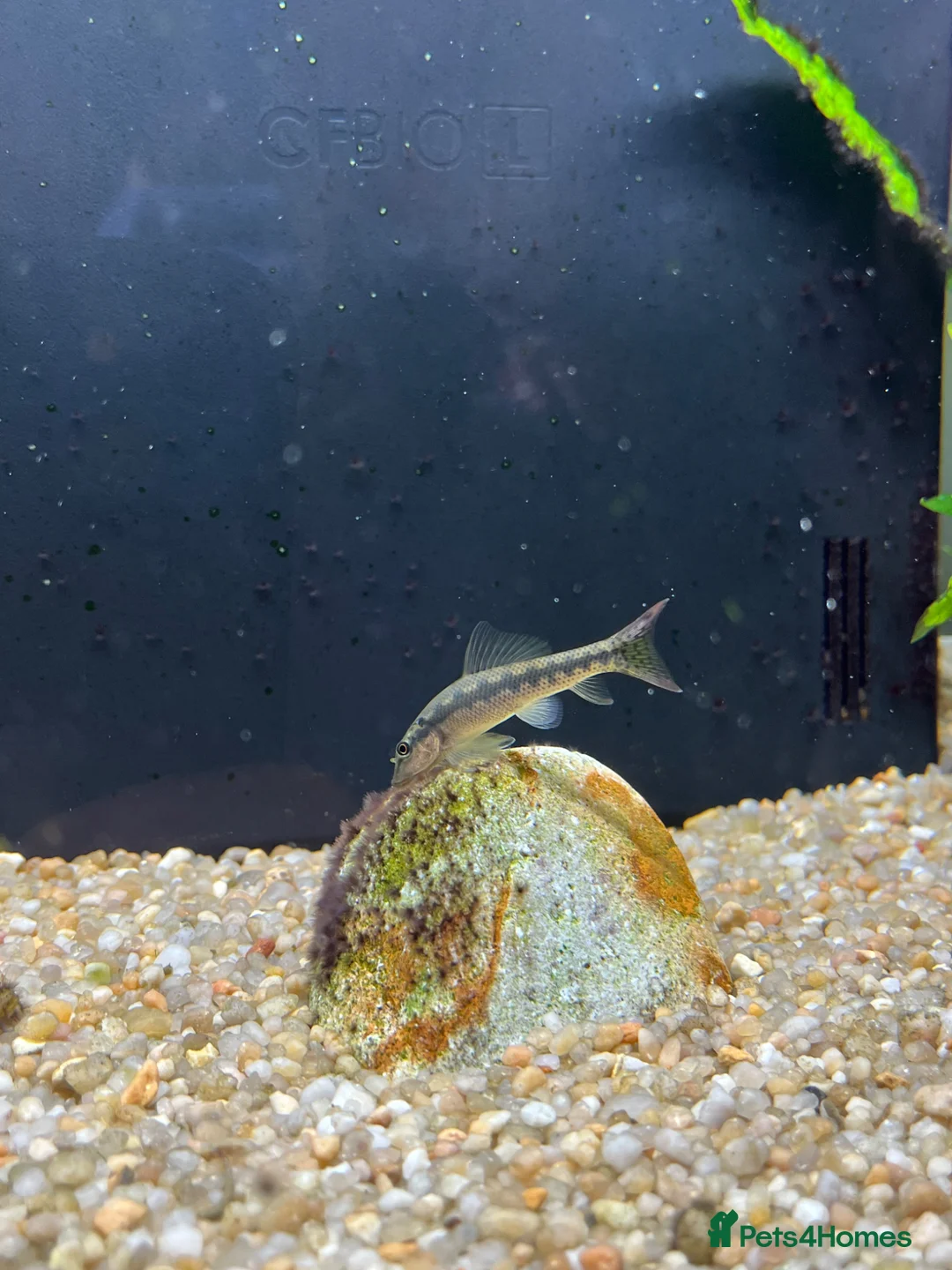 Catfish fish for sale: otocinclus - Advert 1