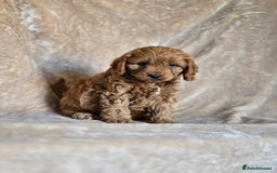 Cavapoo dogs for sale: Gorgeous Fox Red Cavapoo health tested parents  - Image 9