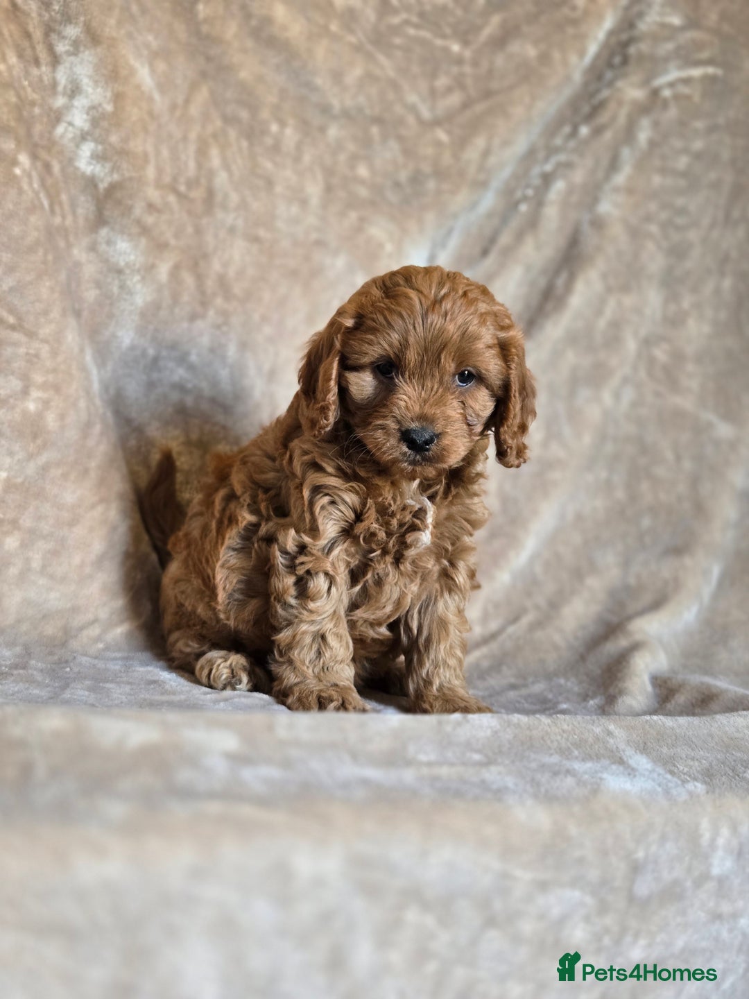 Cavapoo dogs for sale: Gorgeous Fox Red Cavapoo health tested parents  - Image 9