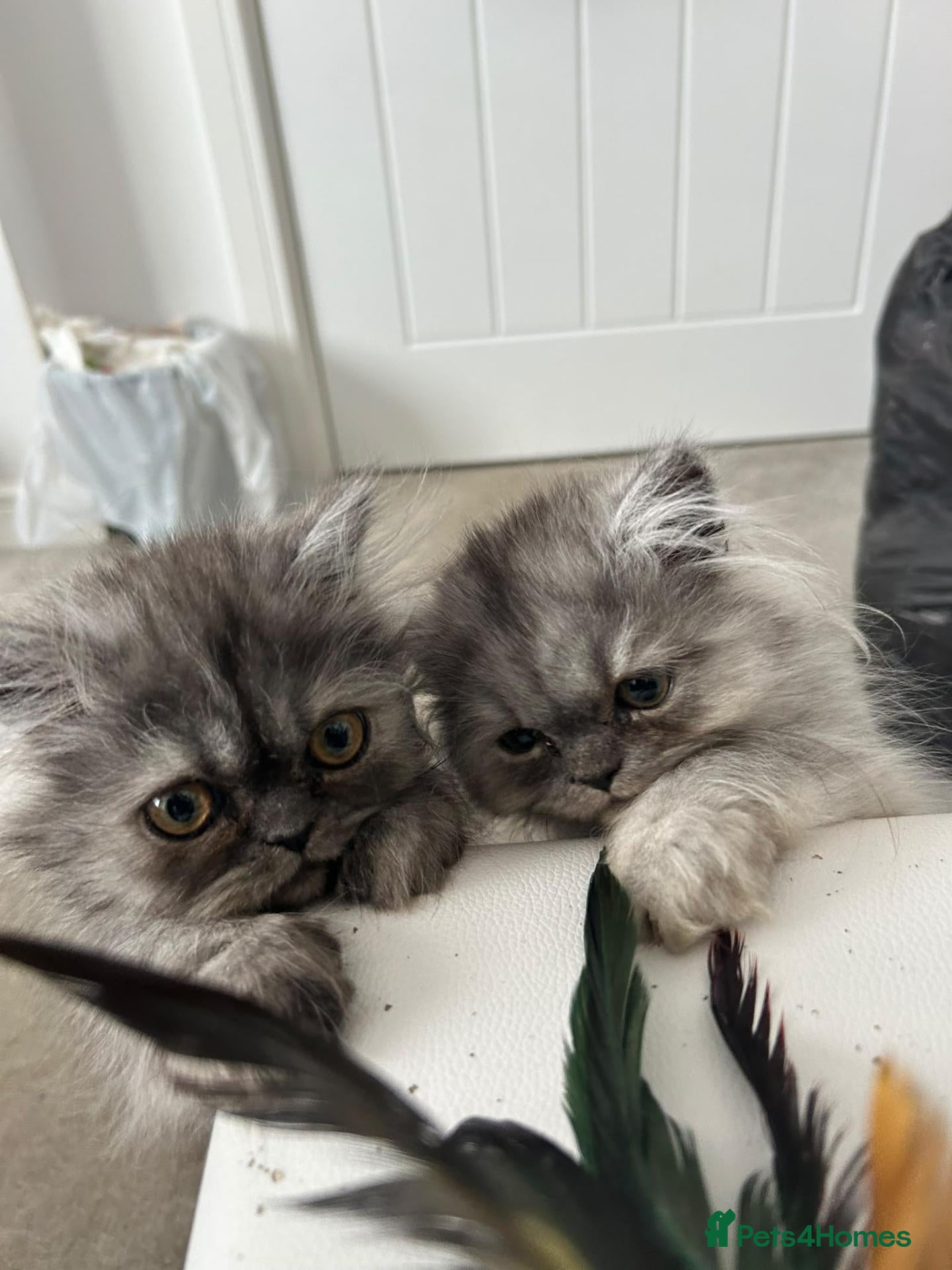 Persian cats 3 silver Persian kittens 1 boy, 2 girls, ready now - Advert 2