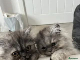 Persian cats 3 silver Persian kittens 1 boy, 2 girls, ready now - Advert 2