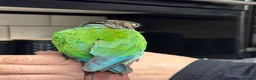 Conures birds for sale: Conure  - Advert 8