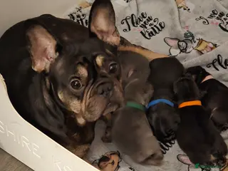 French Bulldog dogs Stunning French bulldog pupies - Advert 1