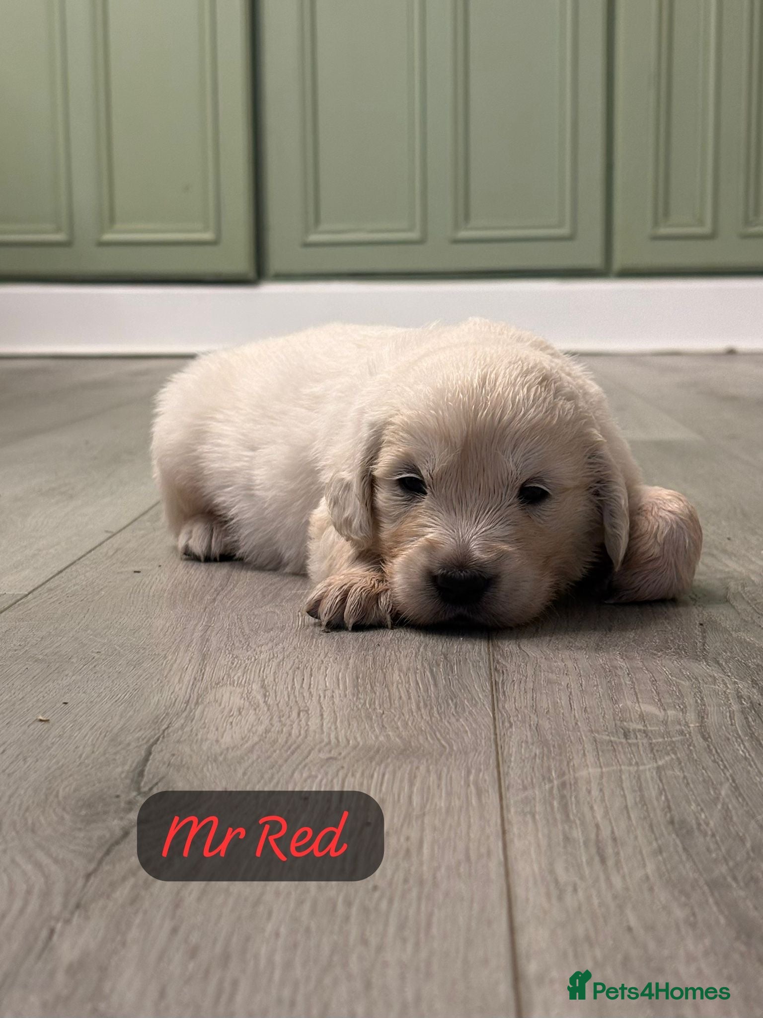 Golden Retriever dogs Behaviourist raised KC Reg Golden Retriever Pups - Advert 2
