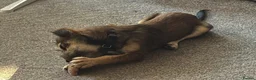Mixed Breed dogs for adoption: Brino 💙 in Bury Saint Edmunds - Advert 2