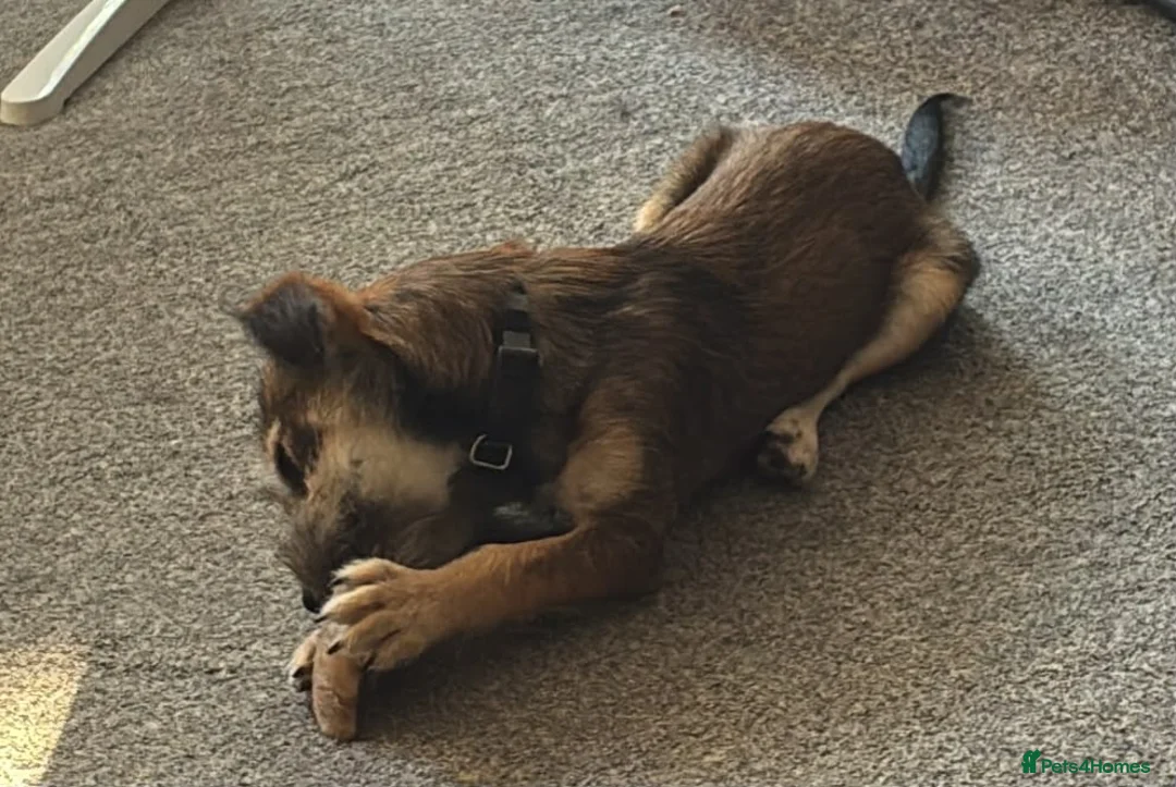 Mixed Breed dogs for adoption: Brino 💙 in Bury Saint Edmunds - Advert 2