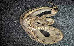 Python Snake reptiles for sale: X3 female ball pythons  - Image 5
